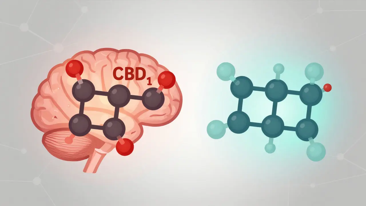 Ilustrace rozdílů mezi THC a CBD molekulami v mozku